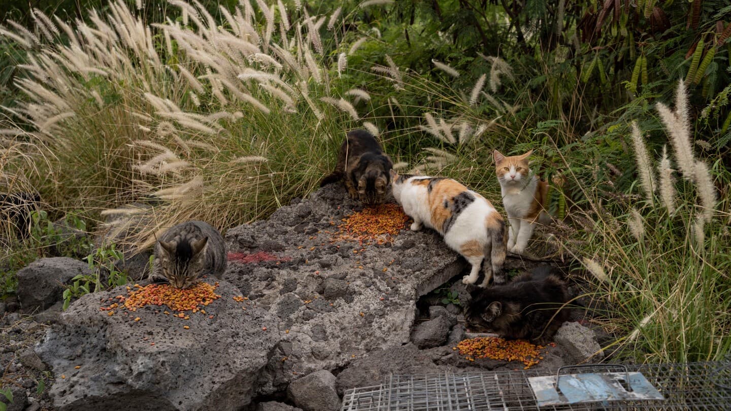 Hawaii's Big Island bans feeding feral cats in an effort to help endangered native species - Featured Image