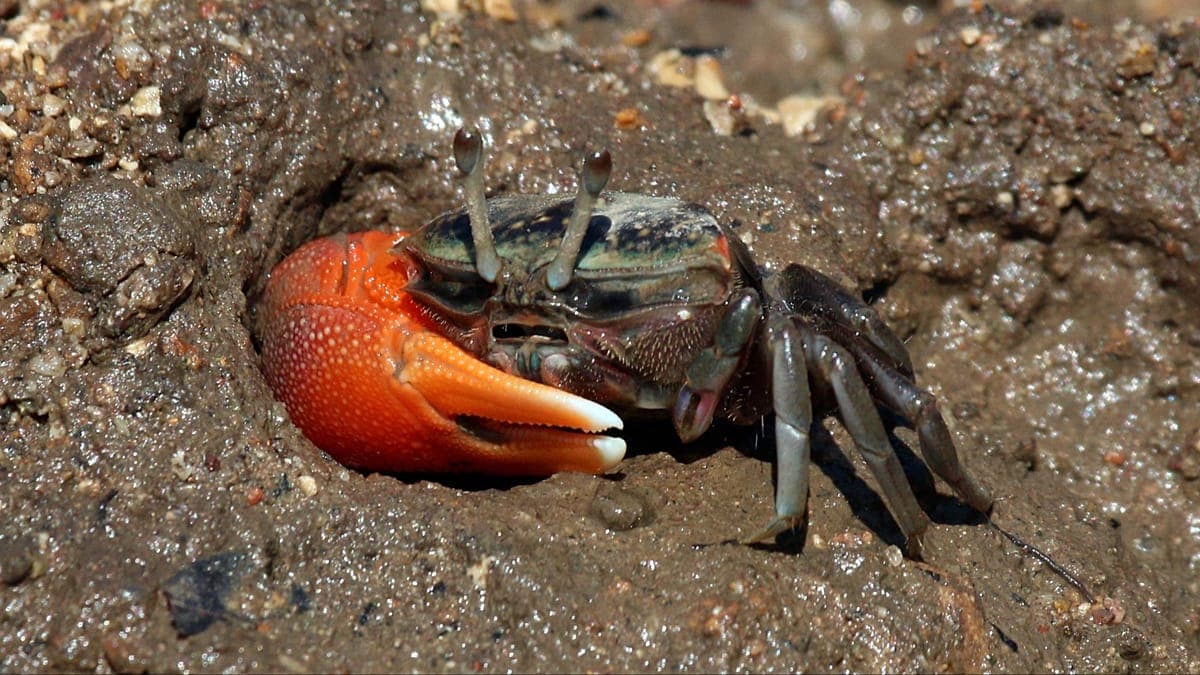 Fiddler crabs are hoovering up and breaking down microplastics - study - Featured Image