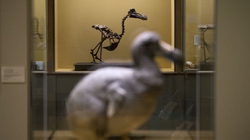 ‘Pivotal step’ announced in effort to bring back the dodo - Featured Image