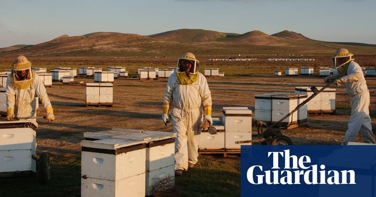 ‘Could become a death spiral’: scientists discover what’s driving record die-offs of US honeybees - Featured Image