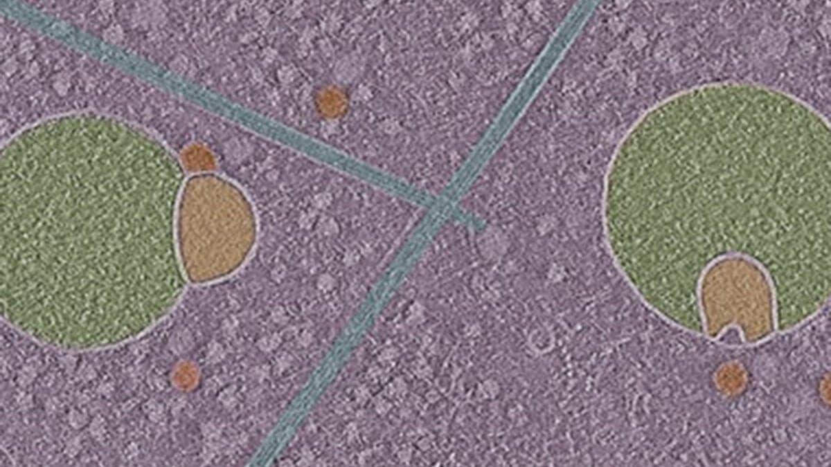 Biologists Uncover Previously Unknown Structure Hiding Inside Human Cells - Featured Image