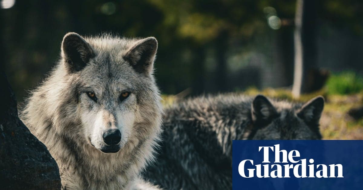 Wolf hunting in western US does little to prevent livestock losses, study finds - Featured Image