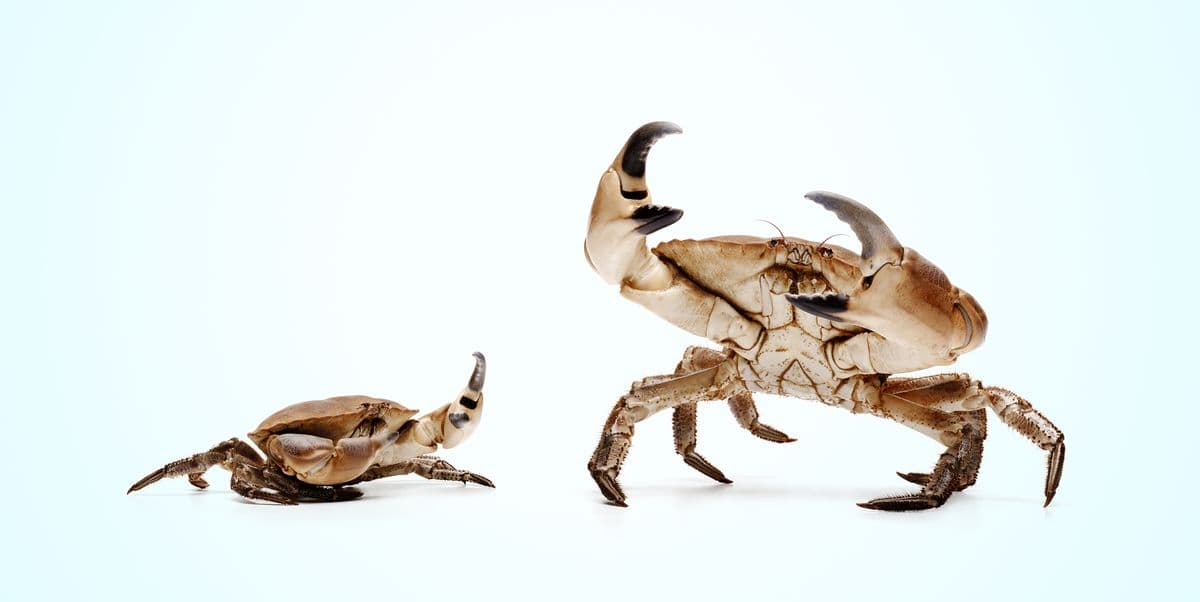 Animals Keep Evolving Into Crabs, Which Is Somewhat Disturbing - Featured Image