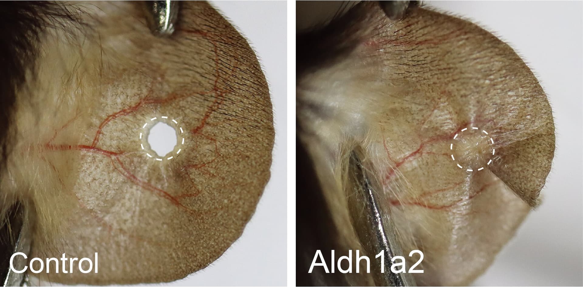 Switching on a silent gene revives tissue regeneration in mice - Featured Image