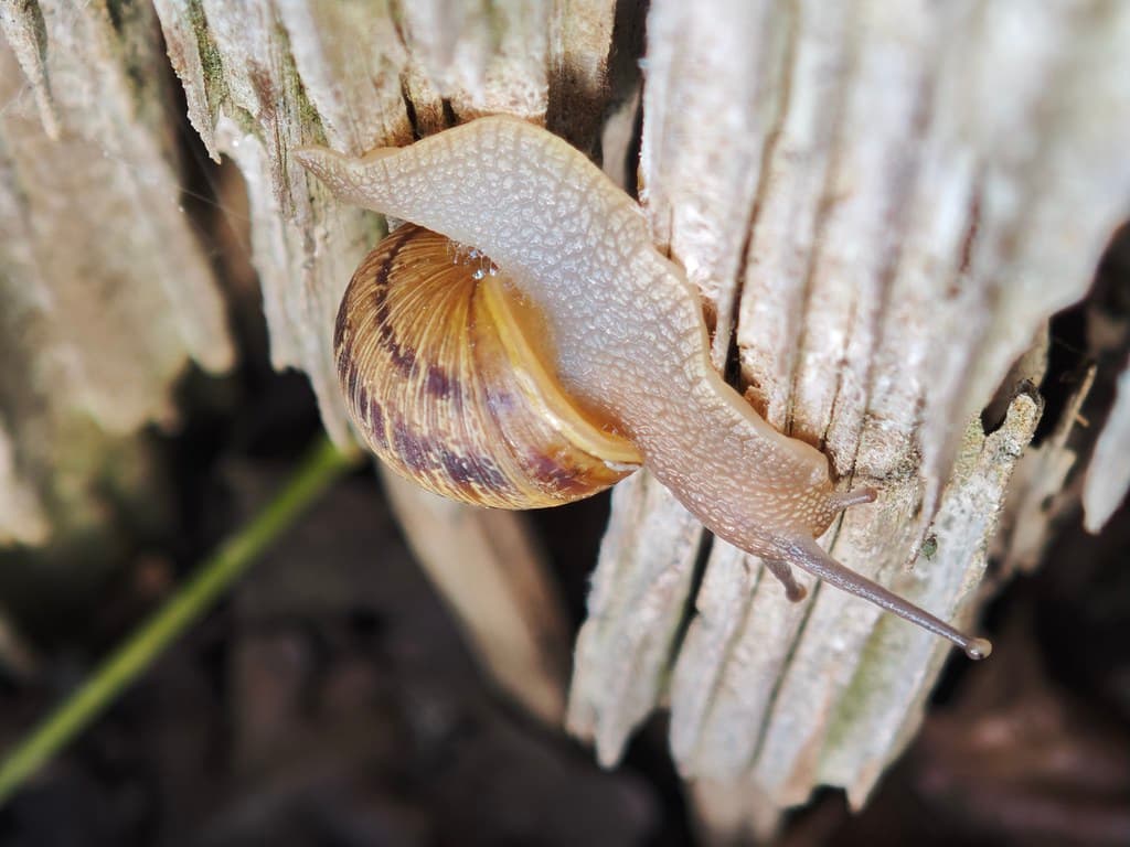 Daredevil Snail (Xiaomi 15) | Little risk-taking snail hangi… | Flickr - Featured Image