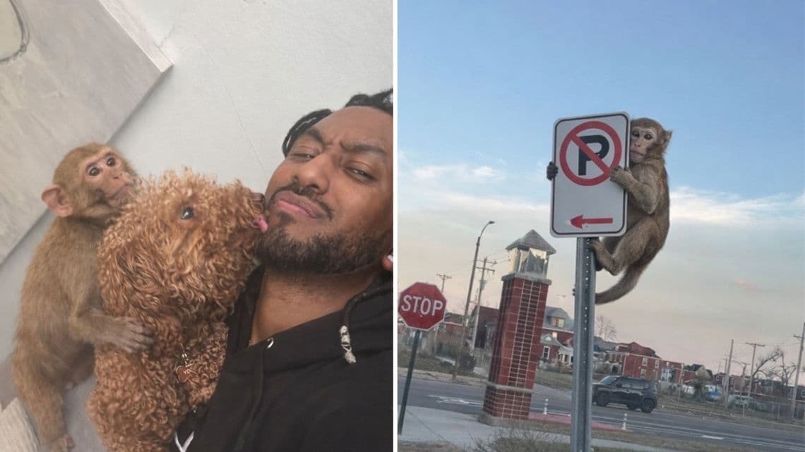 Monkeys, memes and mystery: Did St. Louis’ viral primates ever really exist? | ksdk.com - Featured Image