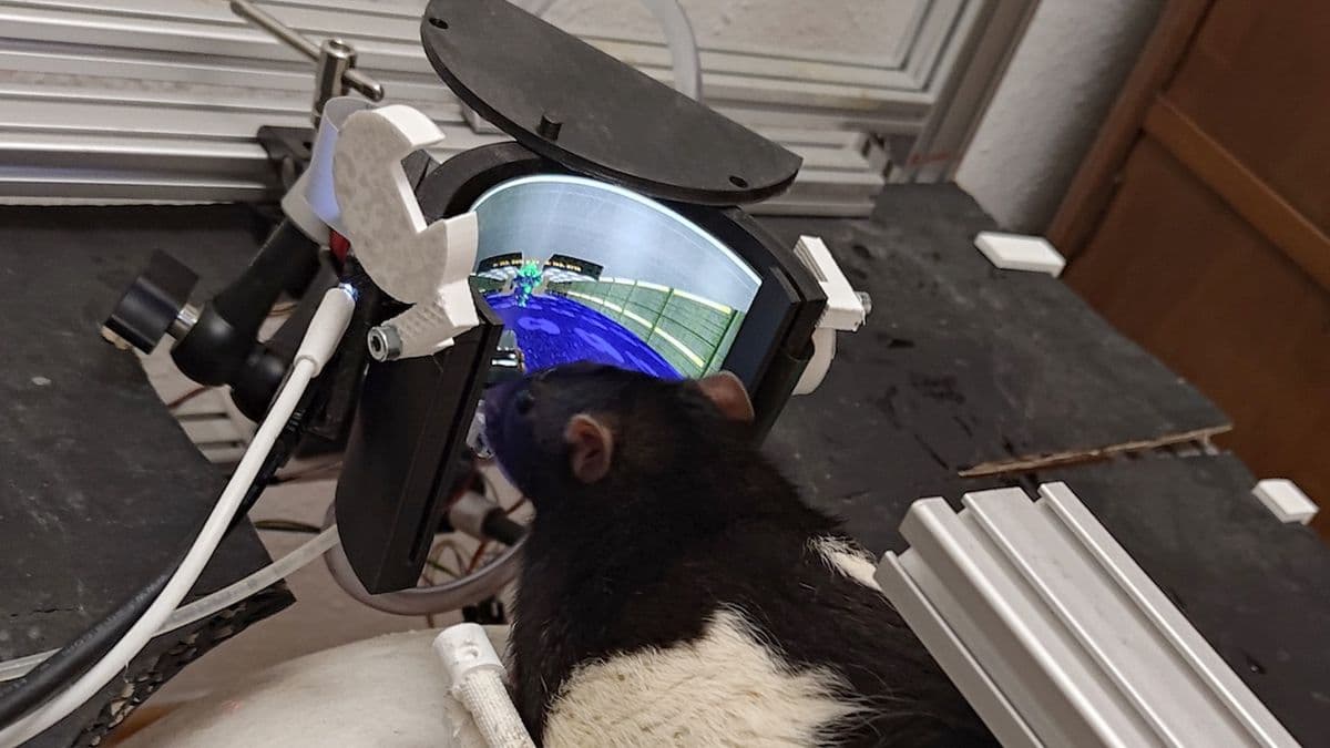 Experiment to train rats to play Doom reaches a new level; rats can now shoot enemies — wraparound AMOLED screen provides virtual environment for neuroengineers' expanded open source project - Featured Image
