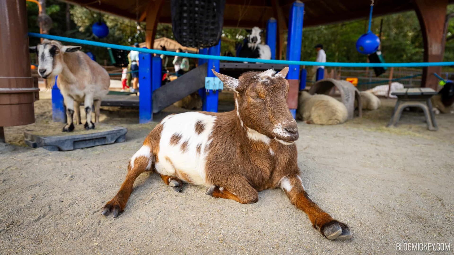 RUMOR: Affection Section Petting Zoo to Close Permanently at Disney’s Animal Kingdom - Featured Image