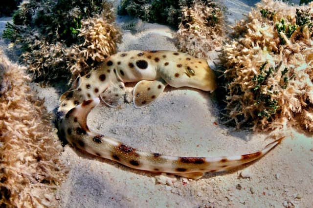 Walking Sharks Are Breaking the Rules of Evolution and Reproduction | Discover Magazine - Featured Image