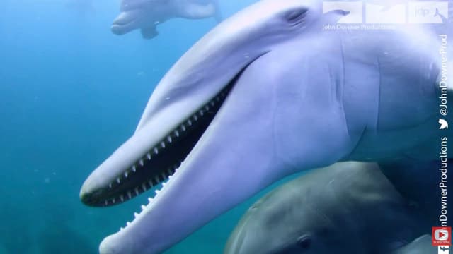 Dolphins On Drugs - Pass The Puffer! - Featured Image