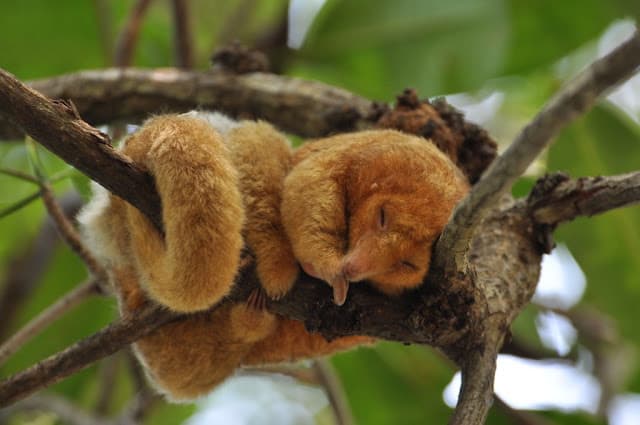 The Silky Anteater: The Life of the Tiny, Nocturnal Tree-Dweller
        | 
        The Ark In Space - Featured Image