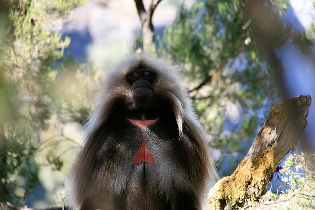 The Gelada: Unique Primate from the Roof of Africa
        | 
        The Ark In Space - Featured Image