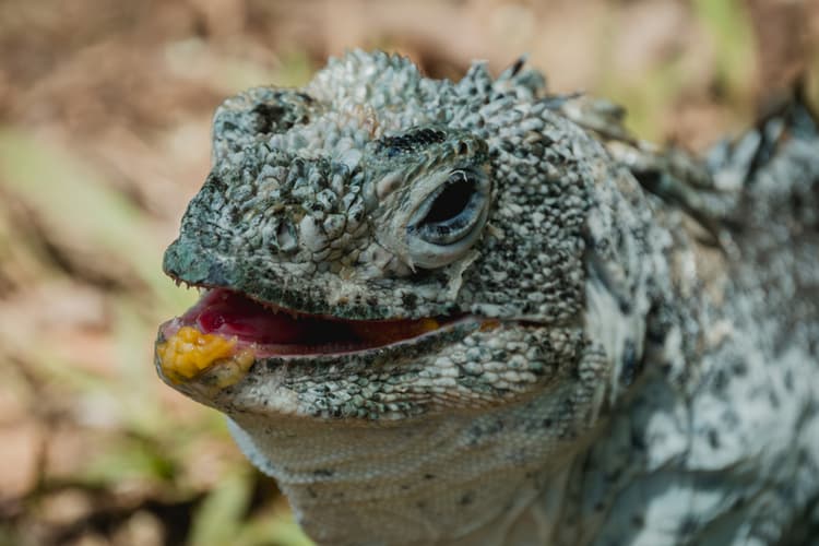 The ten species to watch out for in 2026 - Geographical - Featured Image