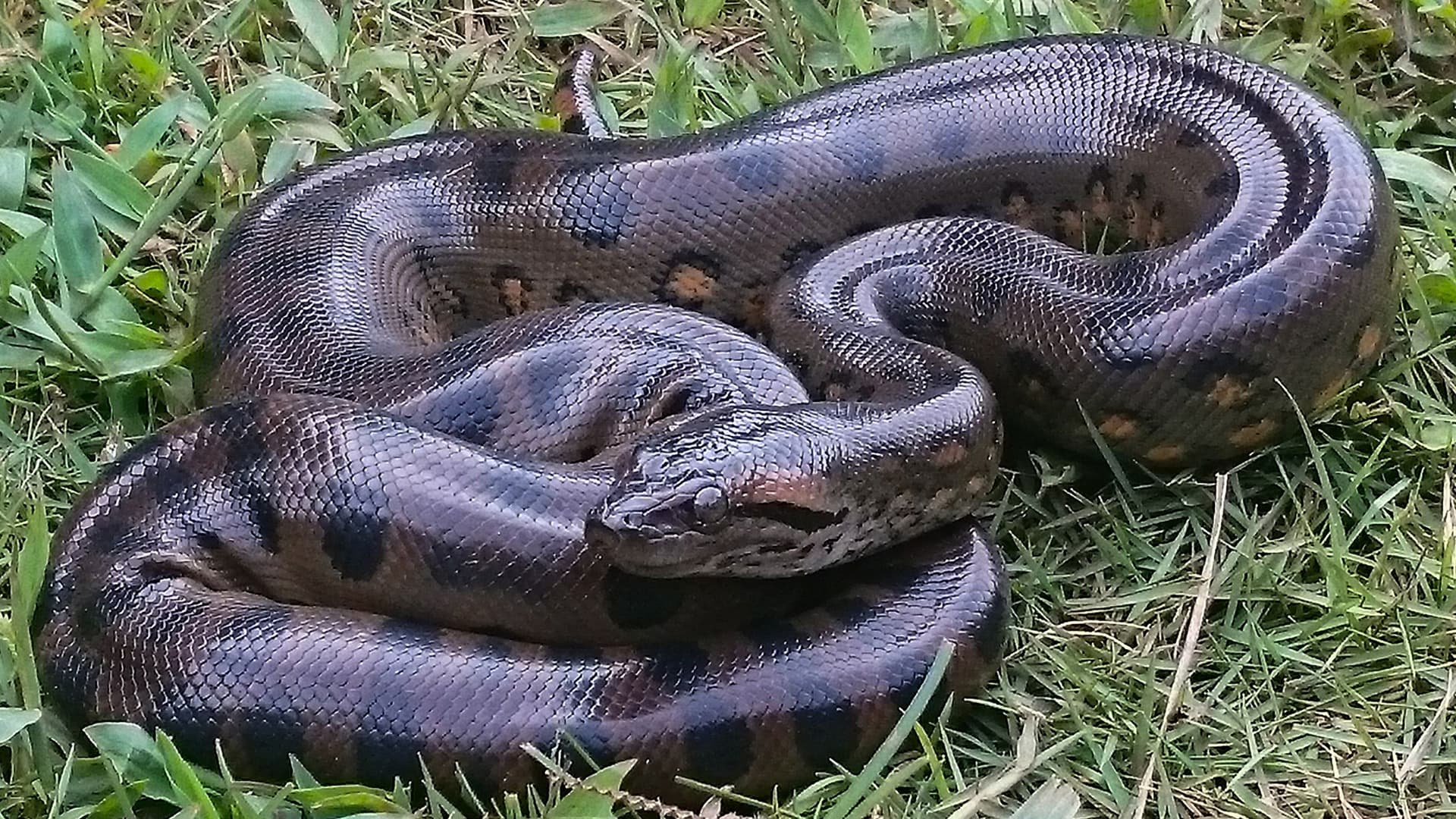 Fossils reveal anacondas have been giants for over 12 million years - Featured Image