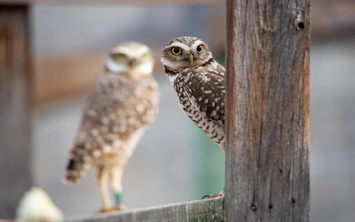 We All Need a Home of Our Own. The Burrowing Owl Is No Different. | Sierra Club - Featured Image