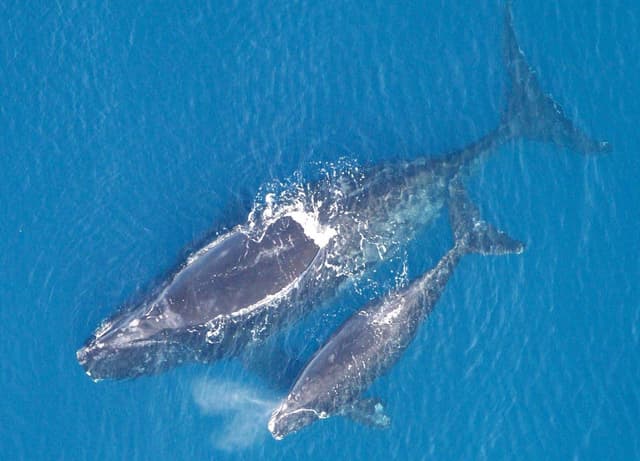 North Atlantic right whale births increase - Featured Image