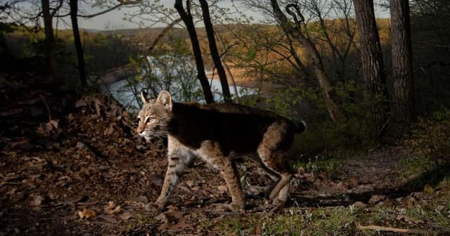 Preserving Bobcat Alley - Featured Image