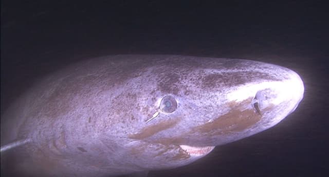 Greenland Sharks Can Survive for Centuries—and Maintain Long-Lasting Vision, Despite Living in the Dark - Featured Image