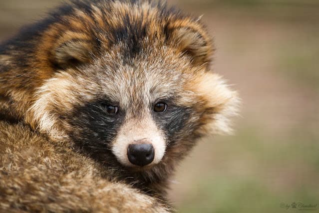 The Tanuki – The Japanese Racoon Dog
        | 
        The Ark In Space - Featured Image