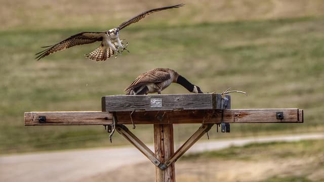 Geese Steal Osprey Nests, Forcing The Birds To Risk Electrocution | Cowboy State Daily - Featured Image